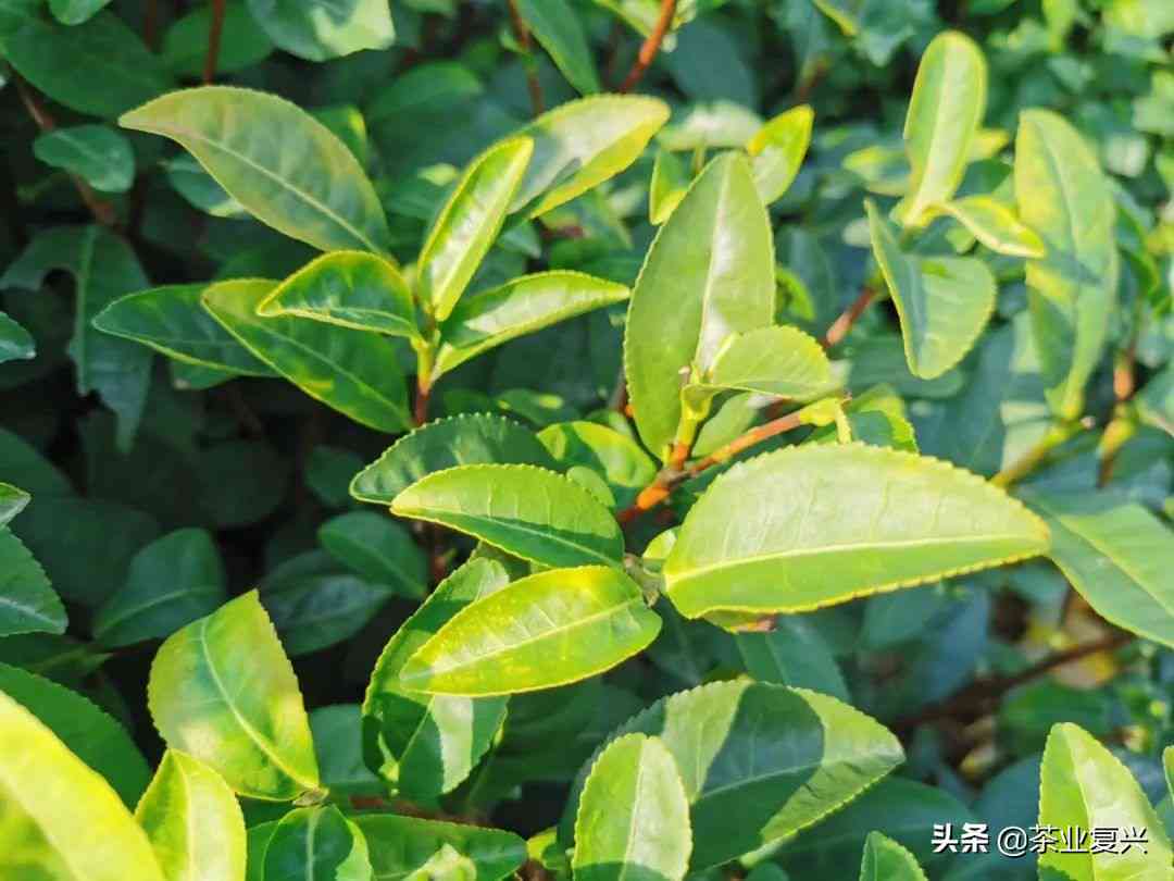 云南普洱茶：小种与大叶普洱的区别解析，让你轻松辨别二者特色