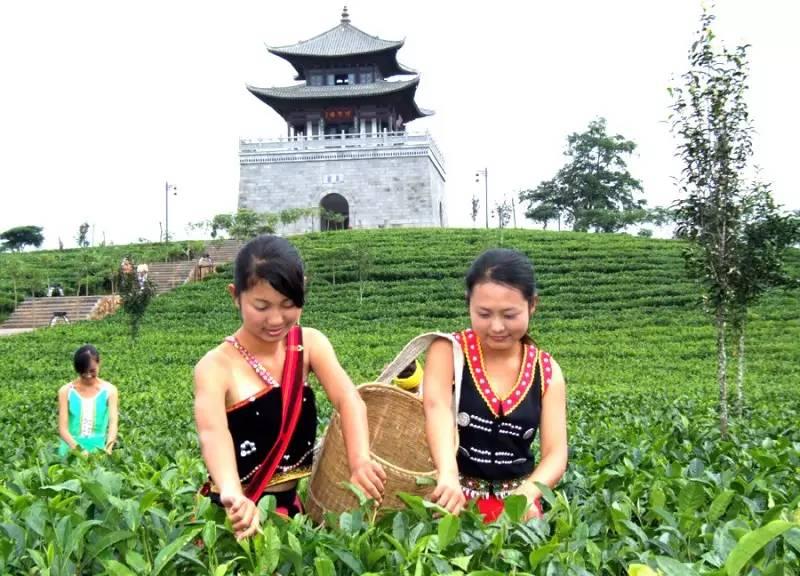 熟普洱茶味道淡的原因解析：品种、制作工艺和保存方式的综合影响