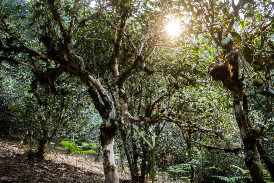 云南平西王府古树普洱茶：探索千年古树茶的魅力与品质