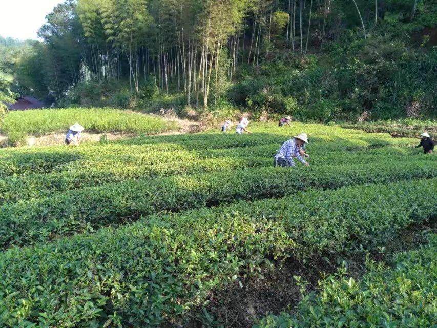 茶叶中添加碳酸氢钠：一种创新泡茶方法的探讨与实践