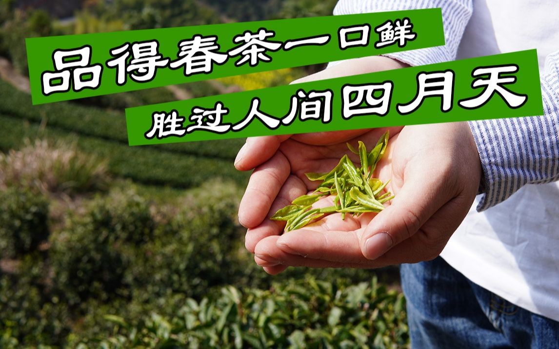 阳春三月茶业提供优质茶叶和优活动。