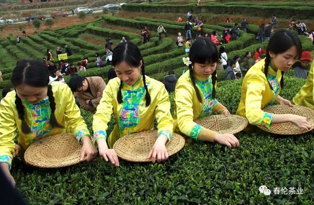 阳春三月茶业提供优质茶叶和优活动。