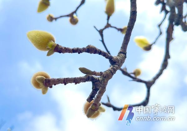 阳春三月：探寻中国传统二十四节气中的桃花开时间