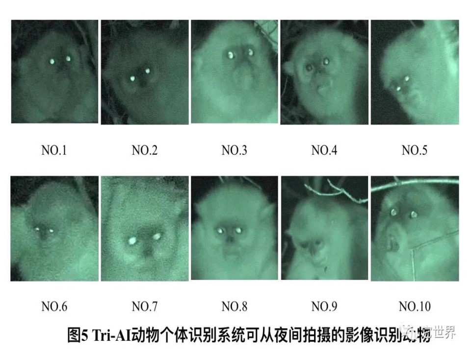 全面解析：如何鉴别佘太翠紫罗兰的真伪，掌握这五大技巧就够了！