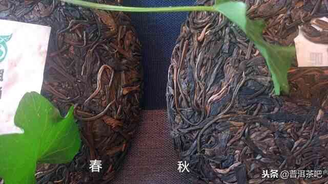 【鸿鑫普洱茶价格】想知道普洱茶多少钱一斤吗？