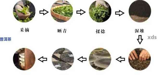 百年老树普洱茶制作工艺全解析：从采摘到成品的详细过程与技巧