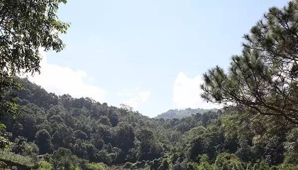 五星班章普洱茶六大正山