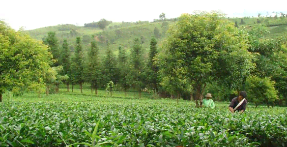 普洱茶高杆与双杆多株的选择：哪种更适合您的茶园？探讨各种特点及优缺点