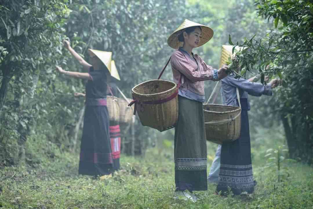 龙润茶与大益茶：一场味觉宴的对比探究