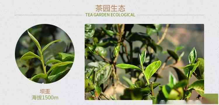 新冰岛普洱生茶单株精选，时令优质茶品，珍稀独特口感，市场价格解析