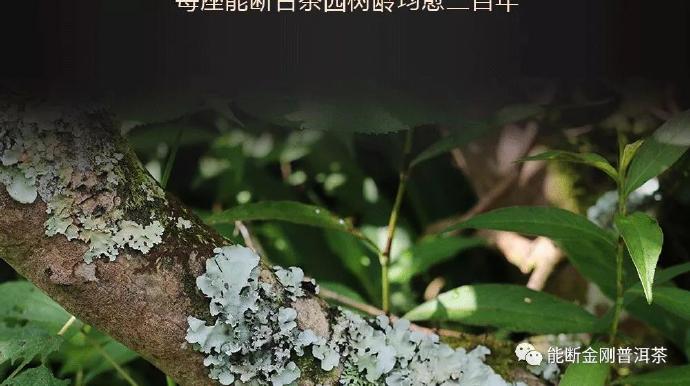 99年普洱茶四大金刚和饼砖价格，以及是否有模具？