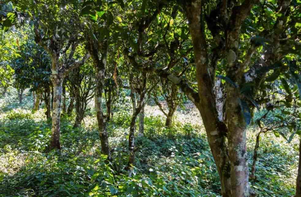 古树普洱茶一斤多少钱：探究正宗古树普洱茶价格与市场行情