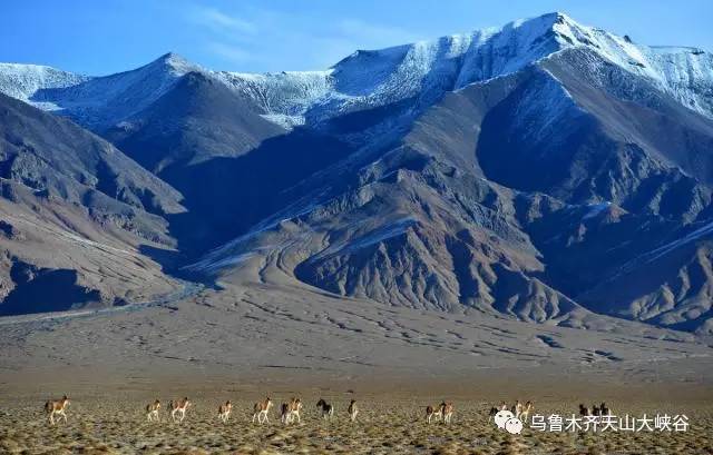 阿尔金山白玉：天然瑰宝、珍贵材料、新疆特产、雪山之巅的宝石。