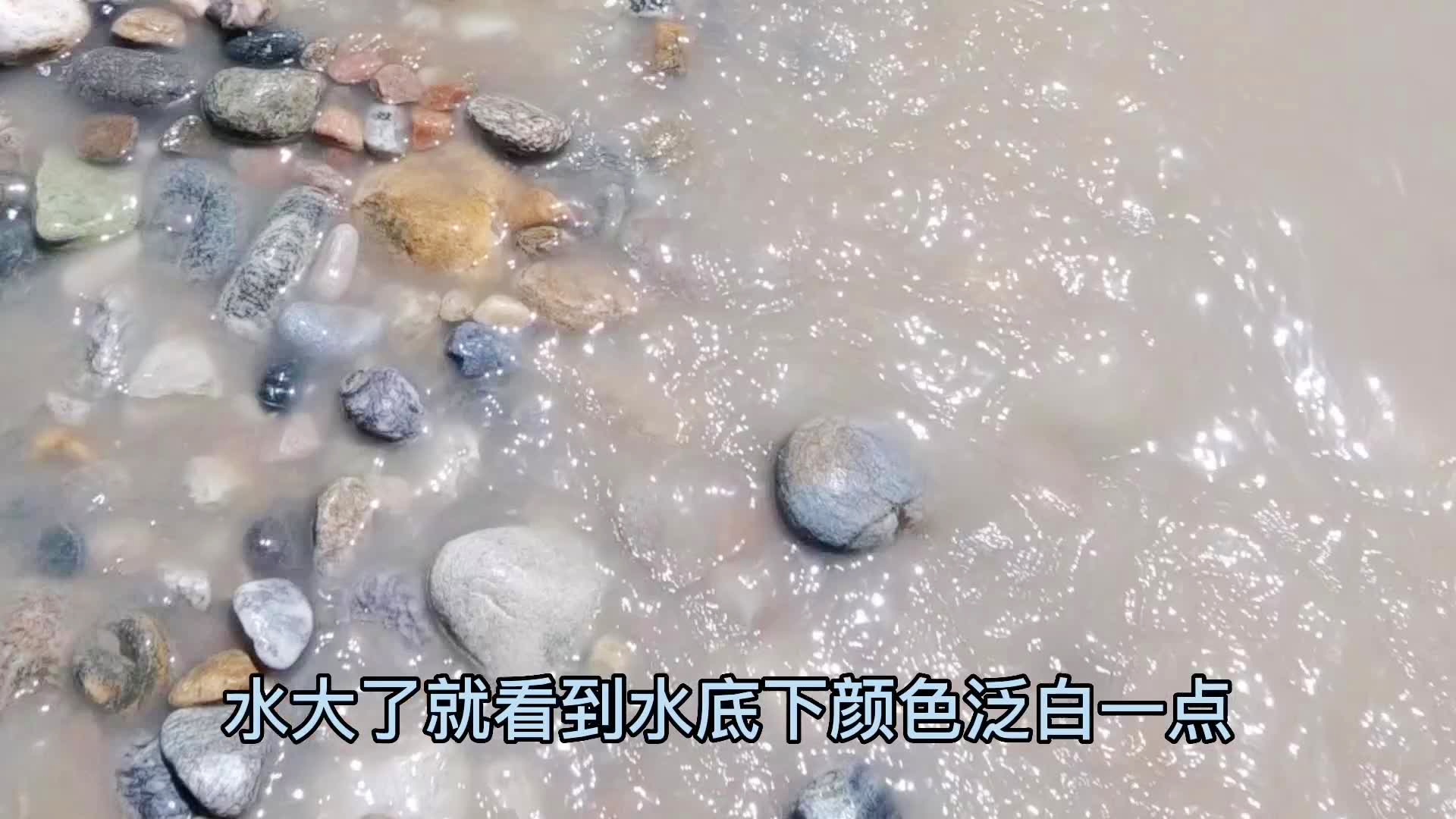 阿尔金山糖玉