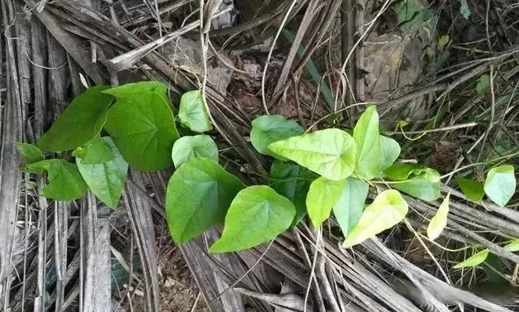 千金藤普洱茶的健益处：深入解析其独特的功效与作用