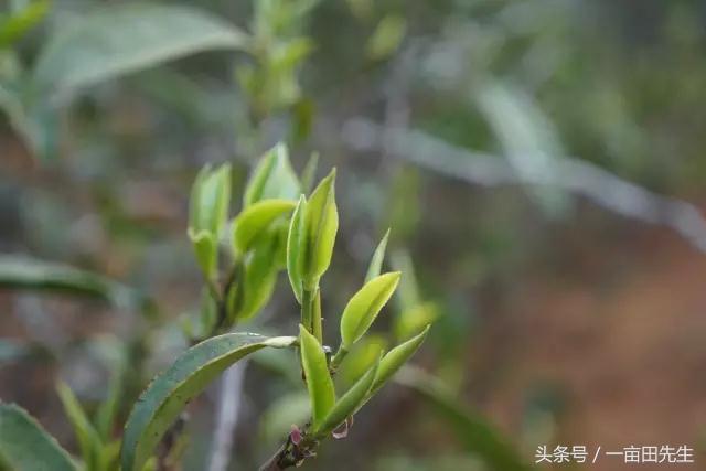 喝普洱茶十天有效果吗女人