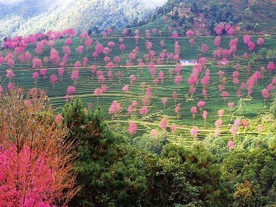 林公子爱喝普洱茶在哪一集？