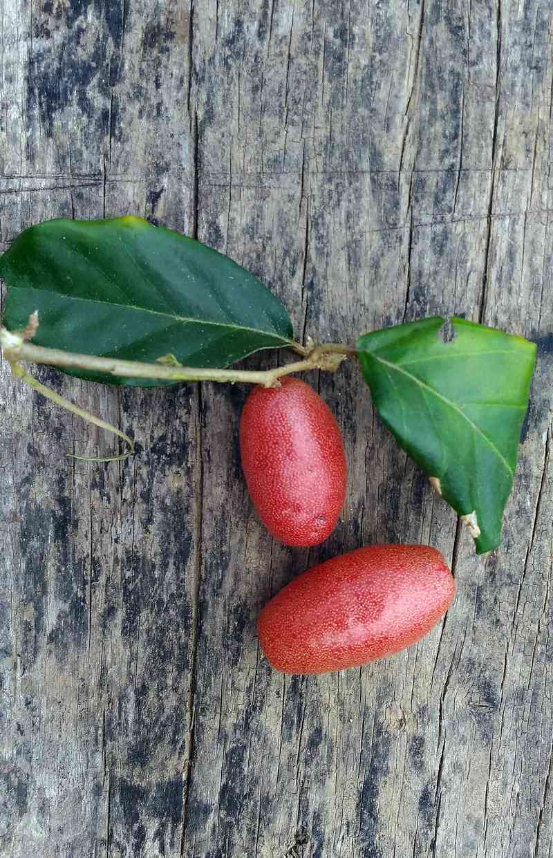 大石头普洱茶怎么样好喝吗