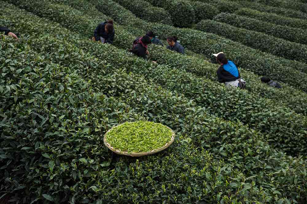 普洱茶中的神秘黑渣：探寻其品质与健价值