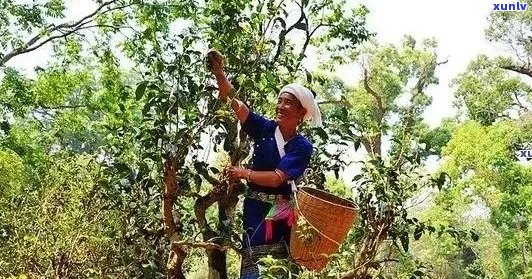 普洱茶的源起：探寻云南古树茶的千年传承