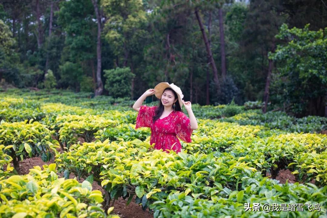 普洱茶饼有小虫子：处理方式及是否可饮用