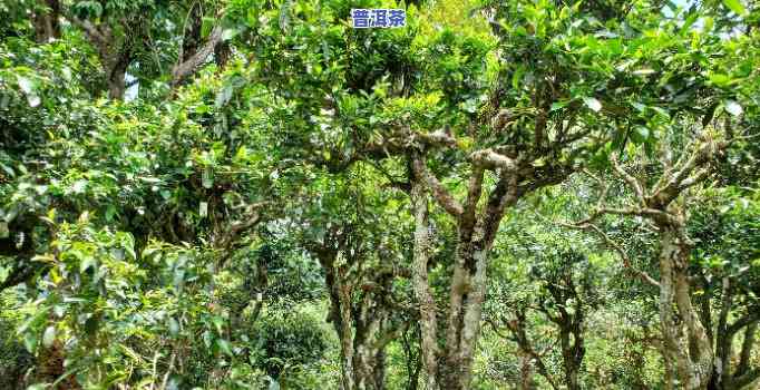 云南普洱茶树更高年龄揭秘：探究古树茶背后的长寿之谜