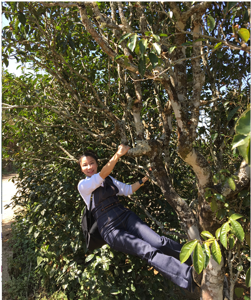 保山古树普洱茶：纯料口感，品质保证，值得一试！