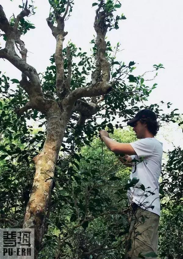 保山纯料古树普洱茶怎么样