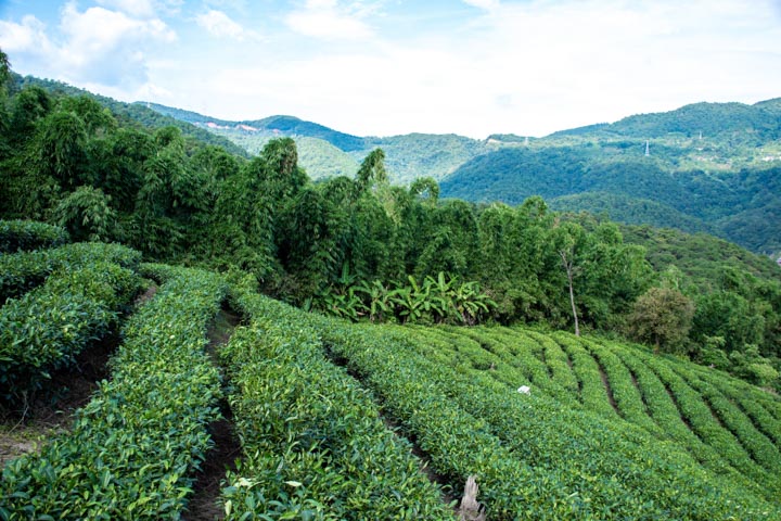 千年古树上的普洱茶：特别之处与种类解析