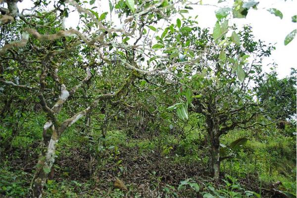 全面了解六大茶山普洱茶价格表，轻松查询各茶叶品种和等级的市场价