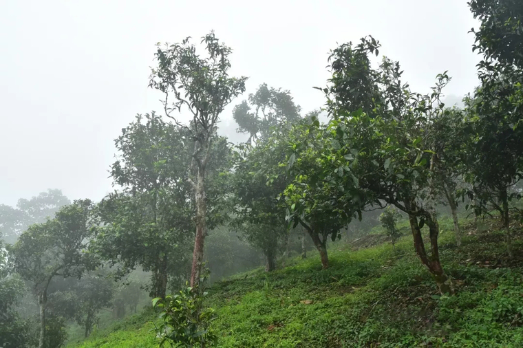 六大茶山六号熟饼：名山古树纯料发酵，清香浓，回味悠长