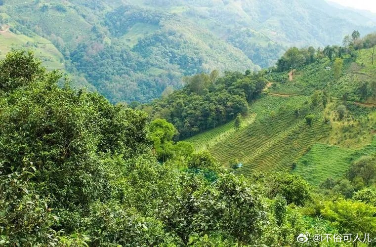 永德县亚练乡云岭村：古树普洱茶的魅力与传承