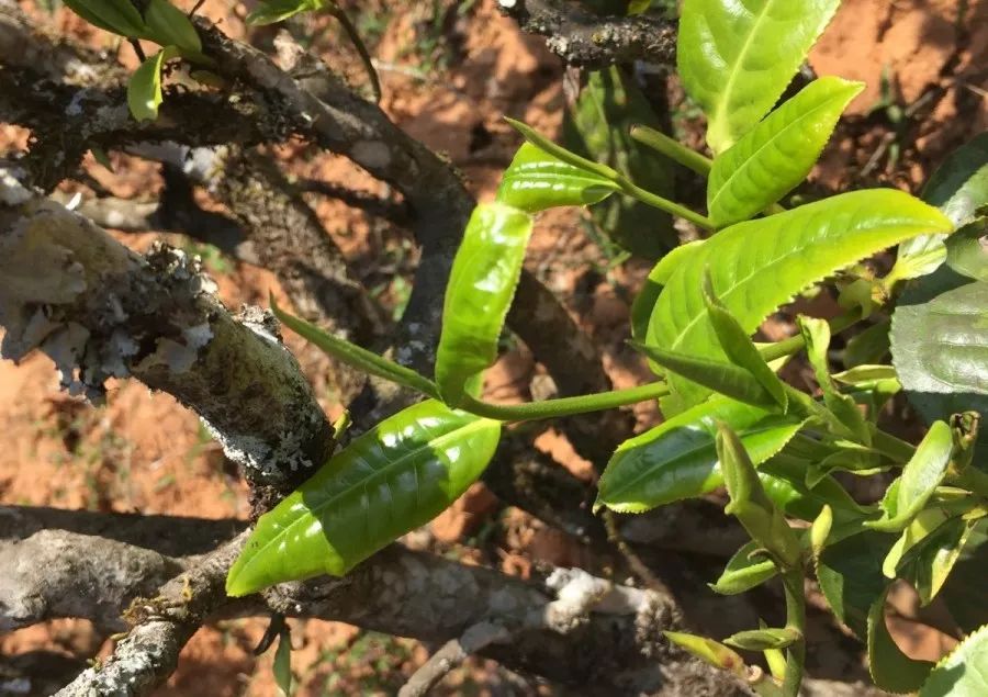 普洱半发酵茶叶的成熟度：生茶还是熟茶？探讨其区别与特点