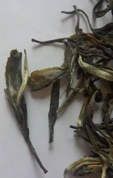 普洱茶为什么是黄绿色？