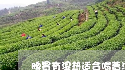 脾胃湿热症状下，普洱茶饮用的适用性及相关注意事项