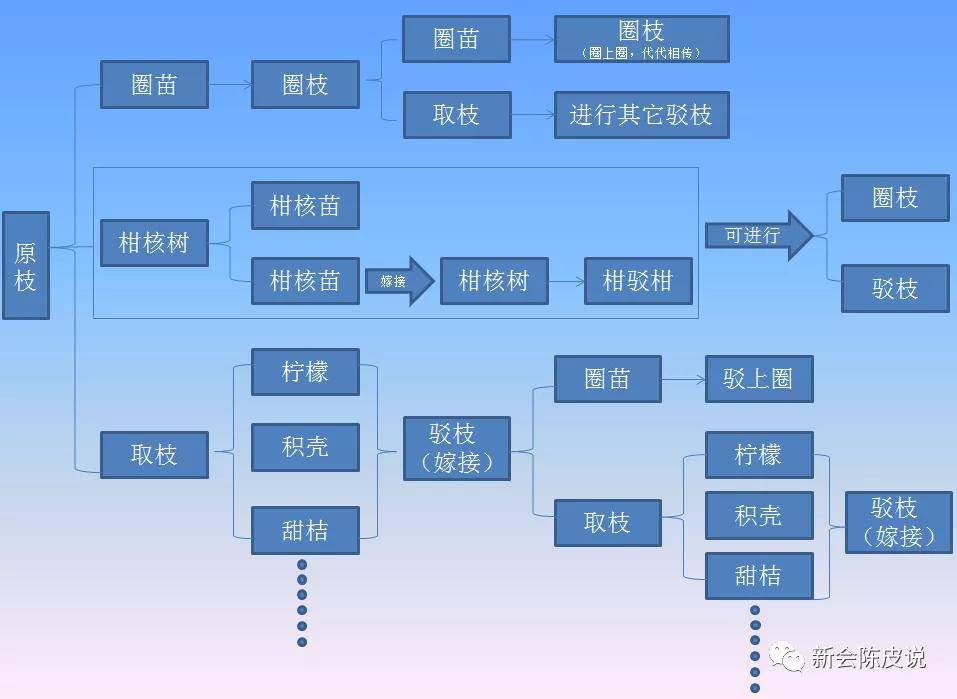 北京哪里有优质陈皮专卖店及购买渠道，一篇文章为你解答所有疑问