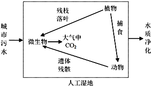 '白玉竹的全面解析：品种特性、生态习性、用途及繁殖方法'