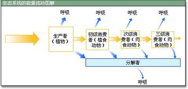 '白玉竹的全面解析：品种特性、生态习性、用途及繁殖方法'