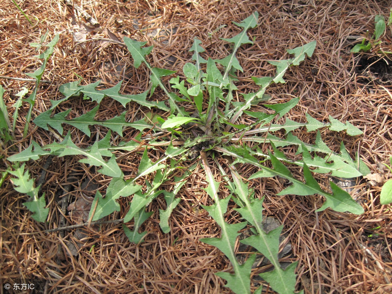 灵子草样板：详细介绍、功效、用途与种植方法，解答用户所有疑问