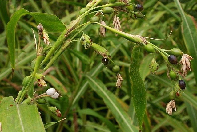 灵子草样板：详细介绍、功效、用途与种植方法，解答用户所有疑问