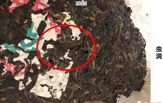 普洱茶中发现虫卵？如何判断及预防普洱茶受到虫害的侵袭