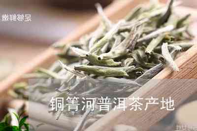 铜箐河普洱茶的独特风味及其制作工艺