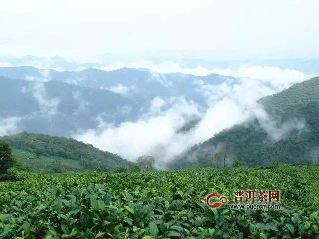 景谷县普洱茶山：知名度、特色与游览指南，探索云南茶叶胜地的全面信息