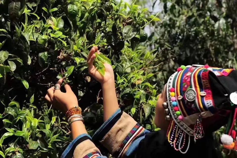 云南普洱茶思普源：源自古茶山的历与传承