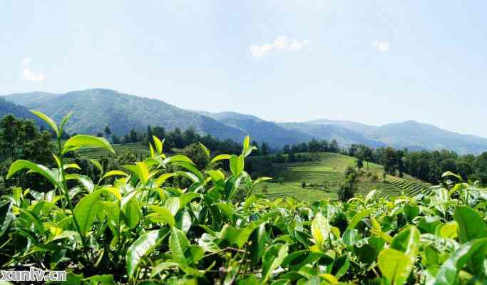 临沧大中山普洱茶-普洱茶大中山属于哪个茶区