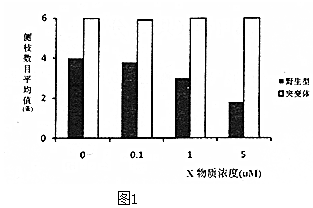 普洱茶对血压的调节作用：科学研究、功效分析及适用人群一览