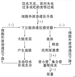 普洱茶对血压的调节作用：科学研究、功效分析及适用人群一览