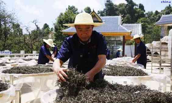 冰岛特色茶叶体验之旅：探索普洱茶在冰岛的独特魅力与制作工艺