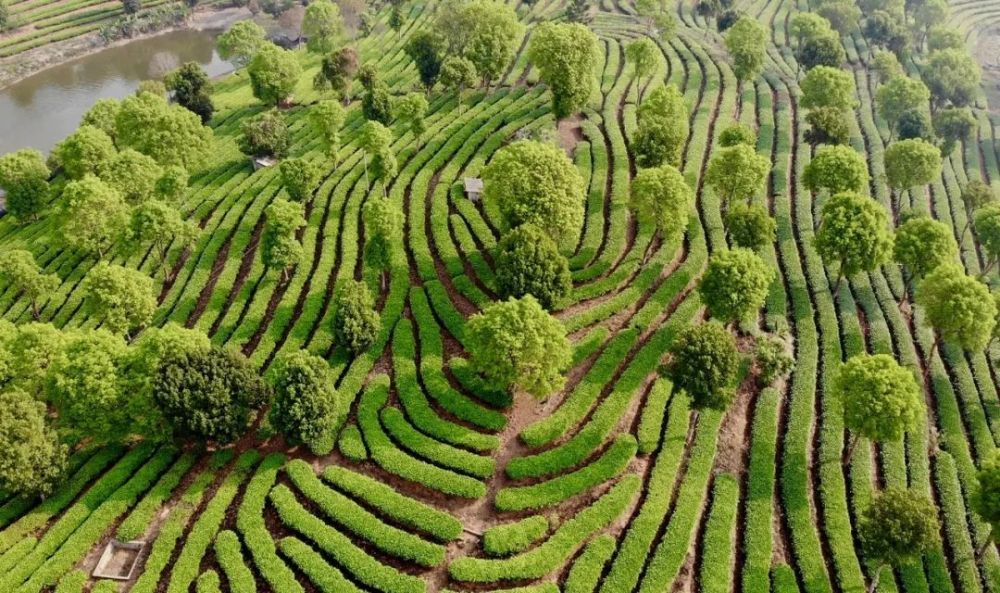 探索1000万元一斤的普洱茶：神秘的云南高山茶园与珍稀品种