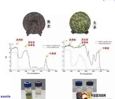 十年陈普洱茶的饮用安全性探究：过期与品质孰重？